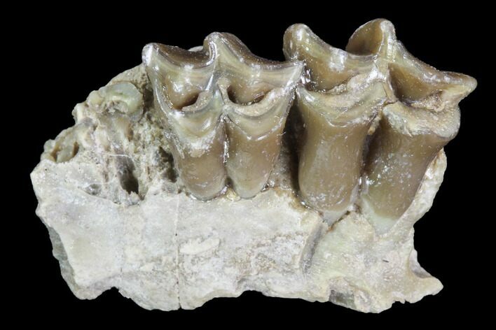 Oligocene Ruminant (Leptomeryx) Jaw Section #91114